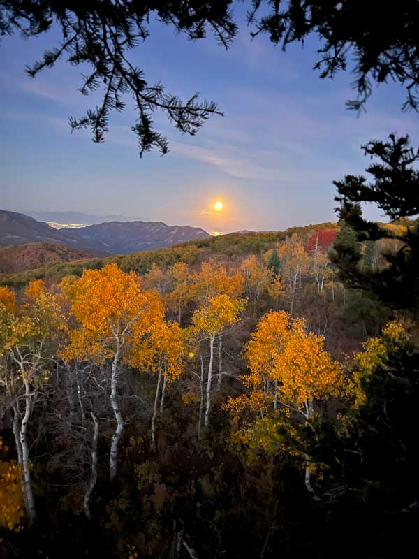 fall trees in the mountains